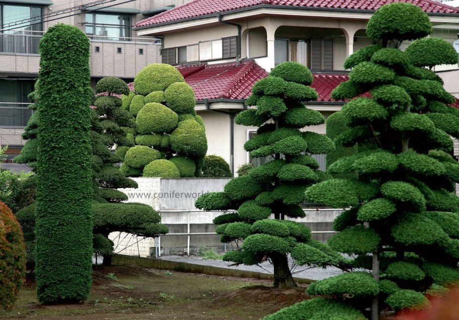 Туя бонсай ниваки