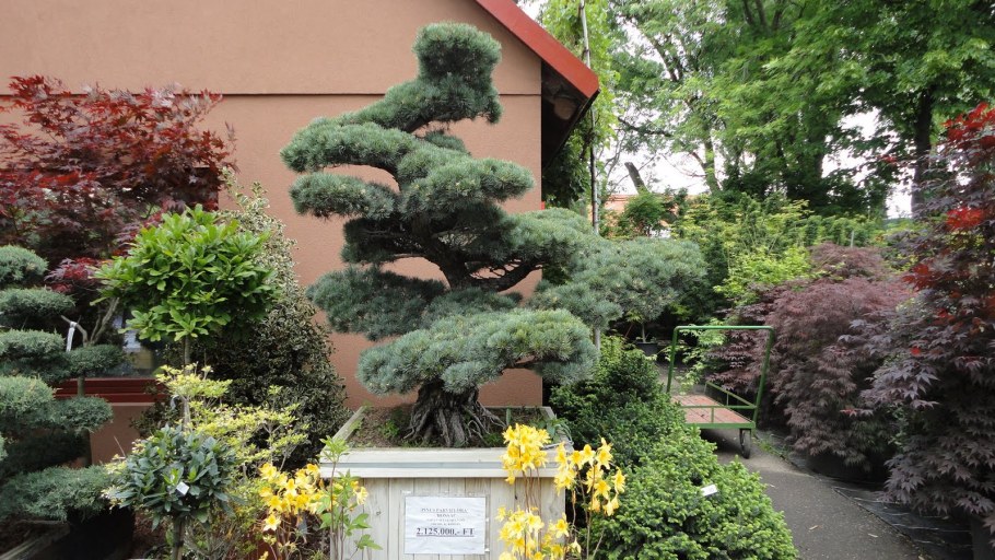 Можжевельник ниваки Империал Гарден