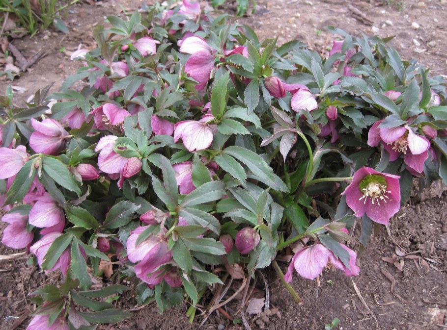 Морозник в ландшафте