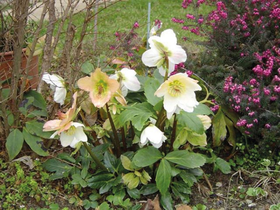 Геллеборус нигер морозник