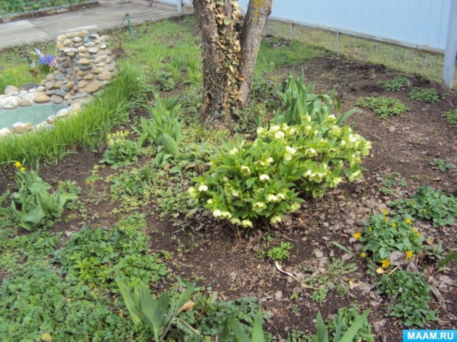 Морозник в ландшафте