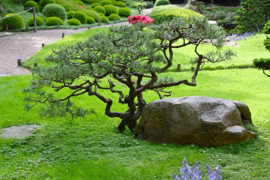 Самшит ниваки