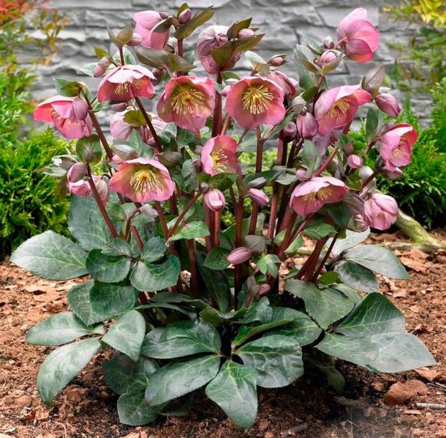 Морозник геллеборус