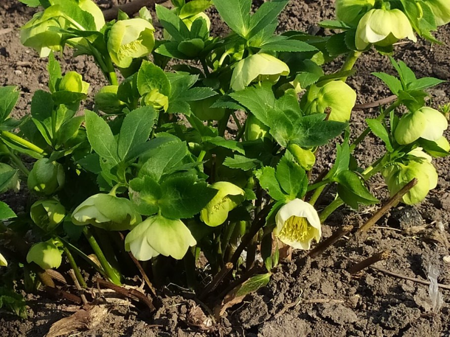 Морозник кустарниковый