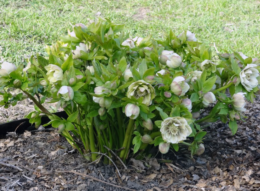 Морозник цветок