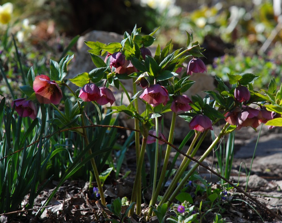 Цветок морозник и прострел