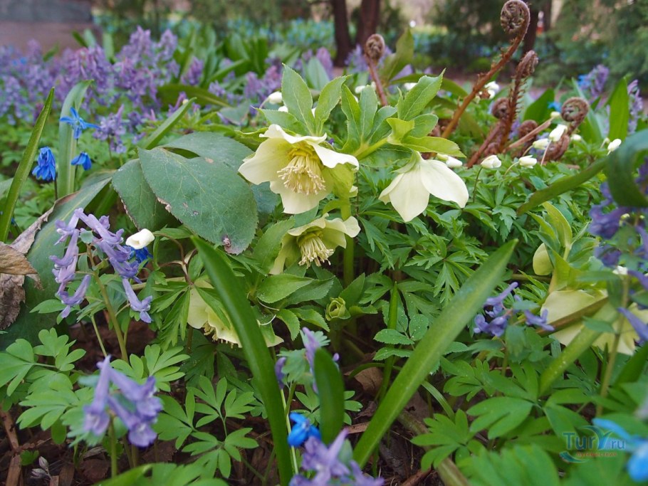 Морозник в ландшафте