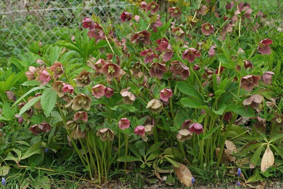 Морозник споттед Хайбридс