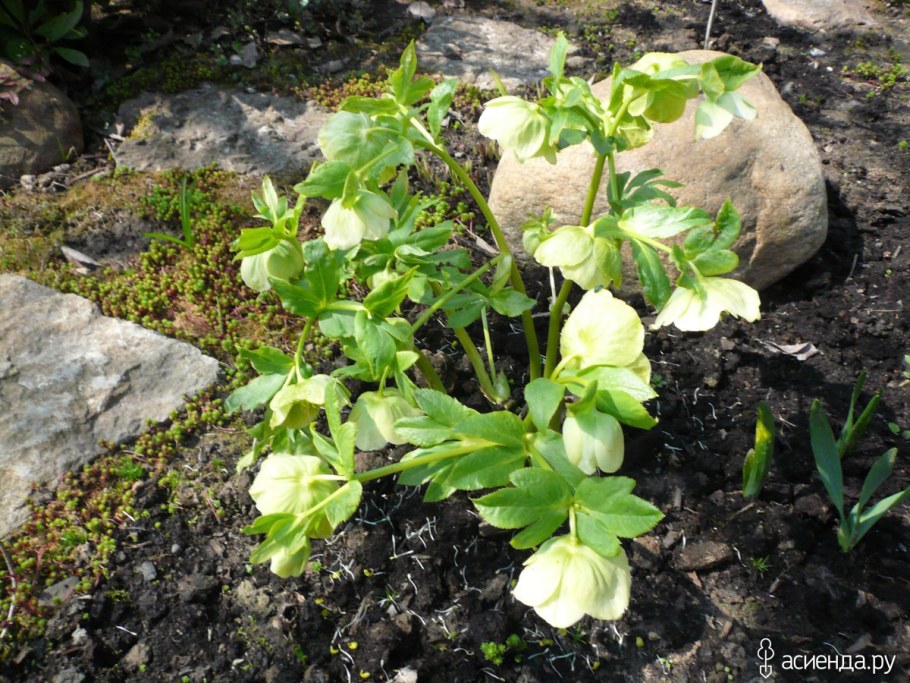 Морозник пенни Пинк