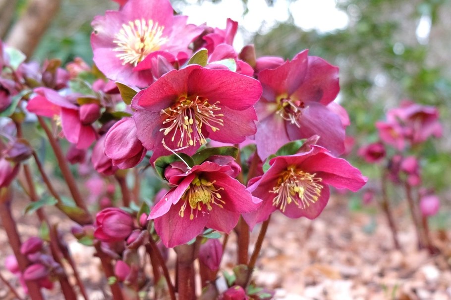 Цветы морозники для сада фото