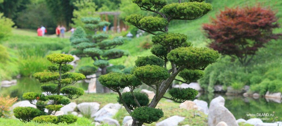 Сосна Горная бонсай ниваки