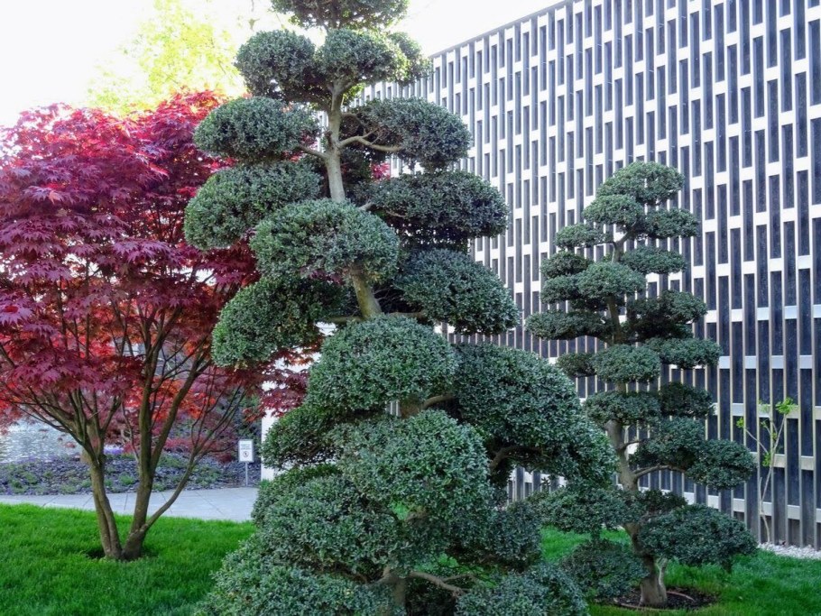 Бирючина обыкновенная ниваки