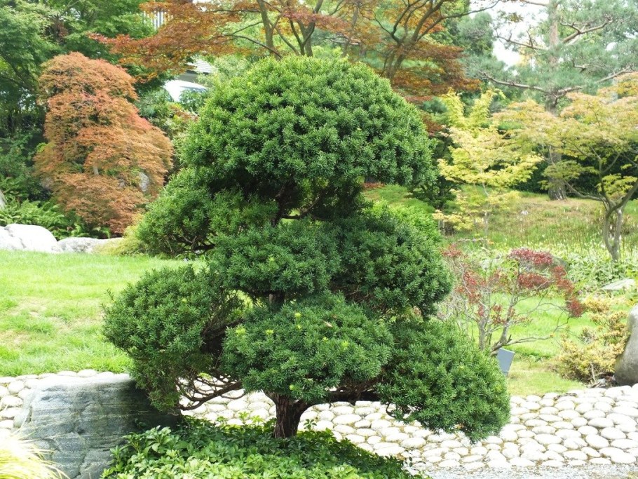 Сосна Горная бонсай ниваки