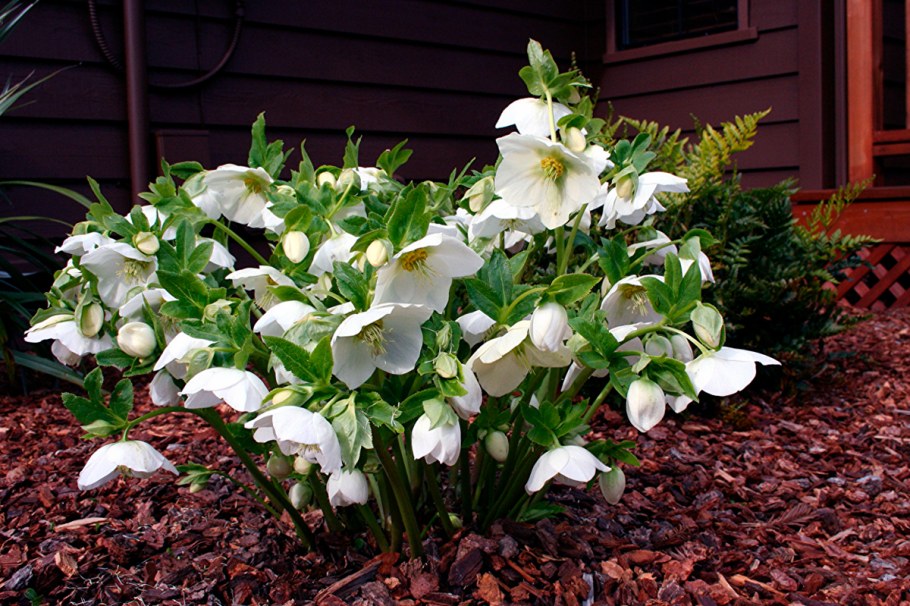 Морозник цветок белый