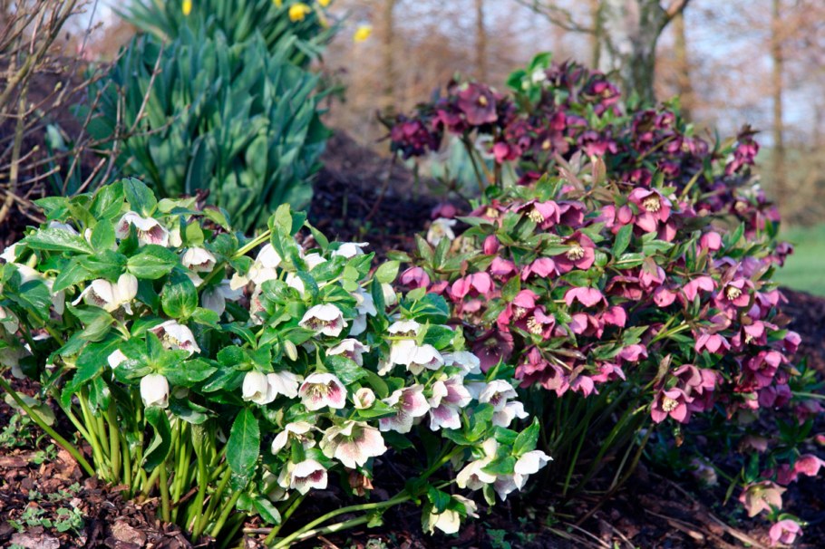 Морозник многолетний