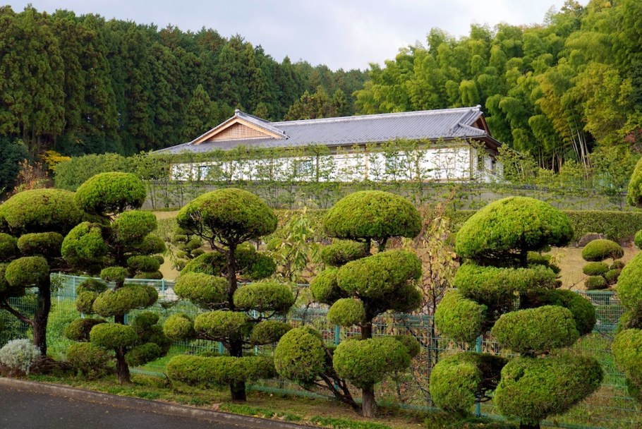 Бирючина обыкновенная ниваки