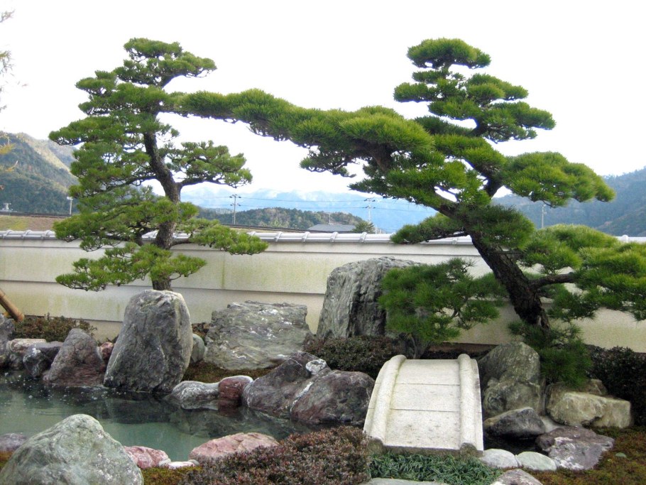 Бонсай ниваки