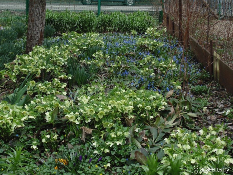 Морозник Уэстер Флиск