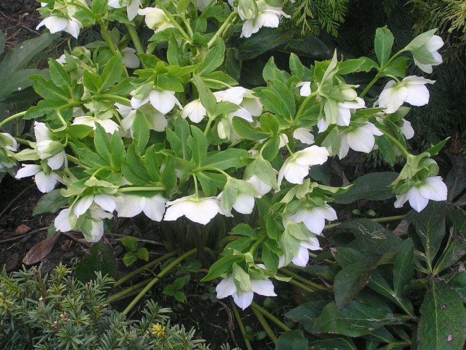 Декоративный куст морозник