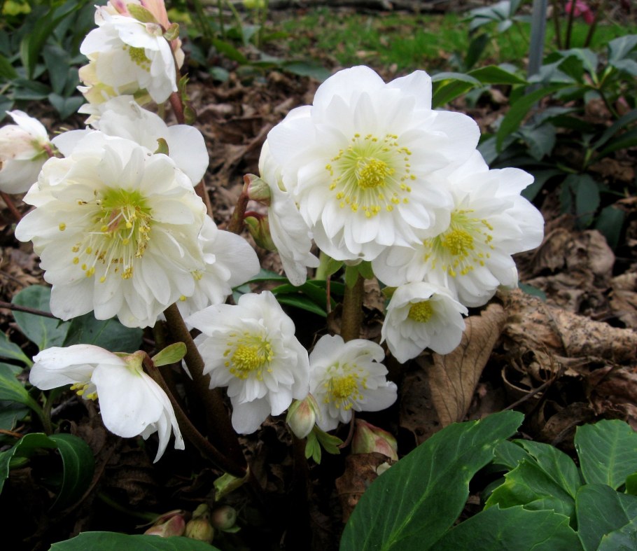 Морозник Абхазский Helleborus abchasicus
