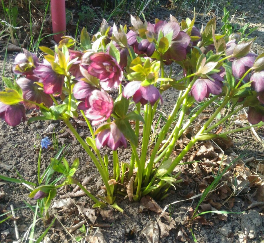 Морозник Double Ellen Picotee