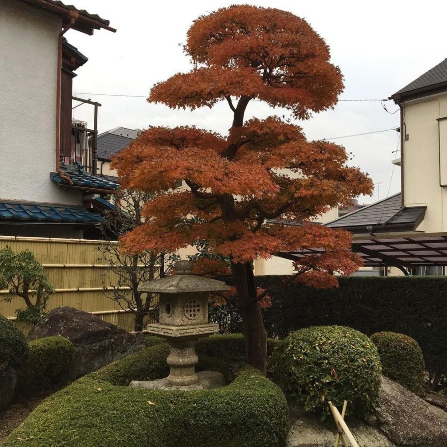 Ниваки в японском саду