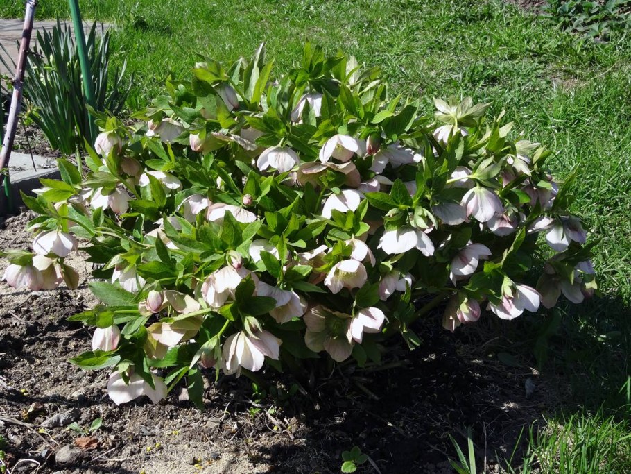 Сеянцы морозника