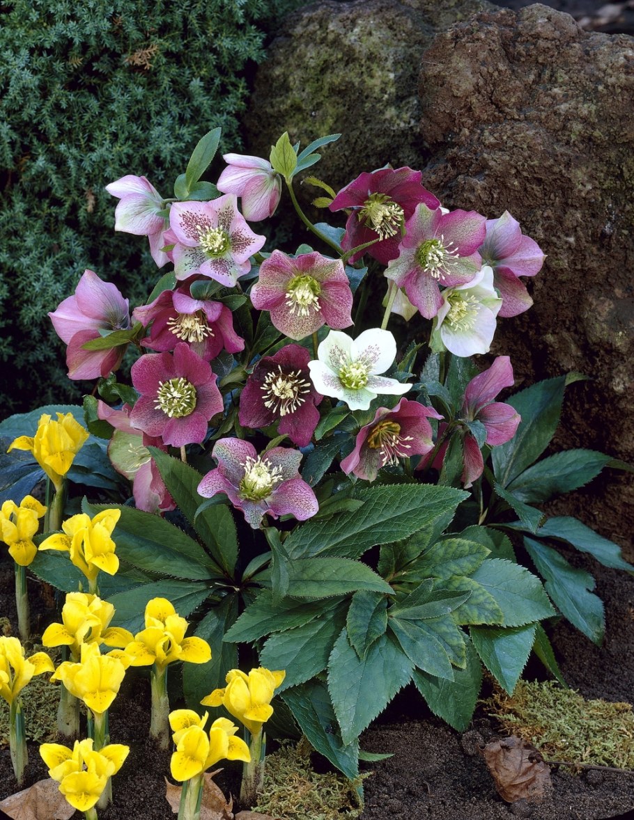 ‘Atrorubens’ морозник