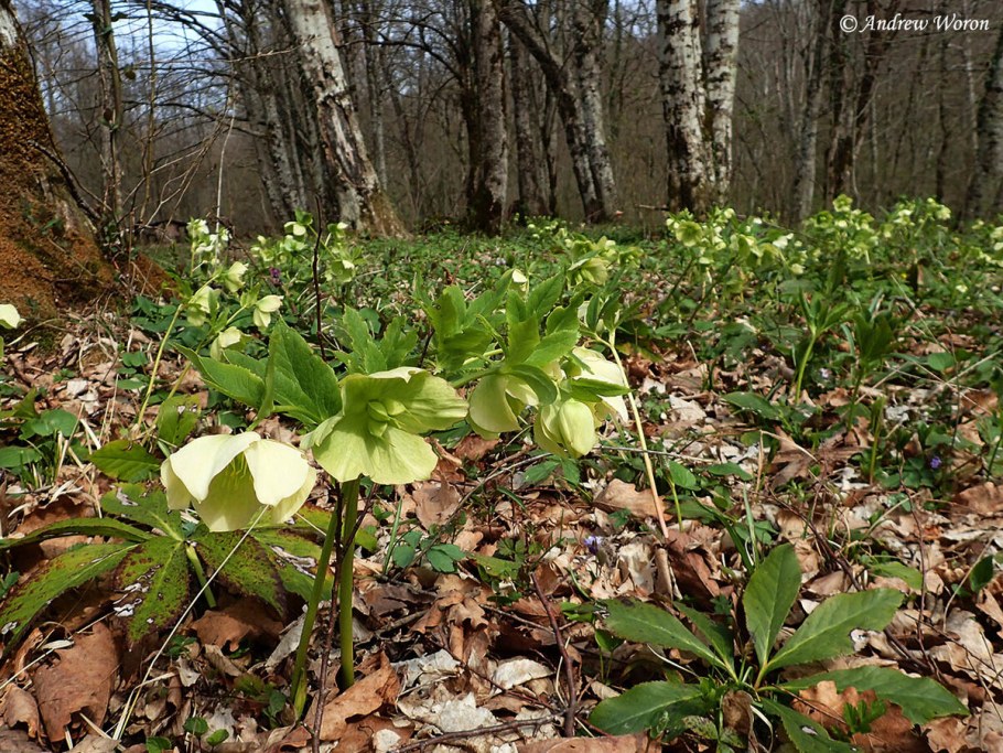 Морозник дикий Лесной