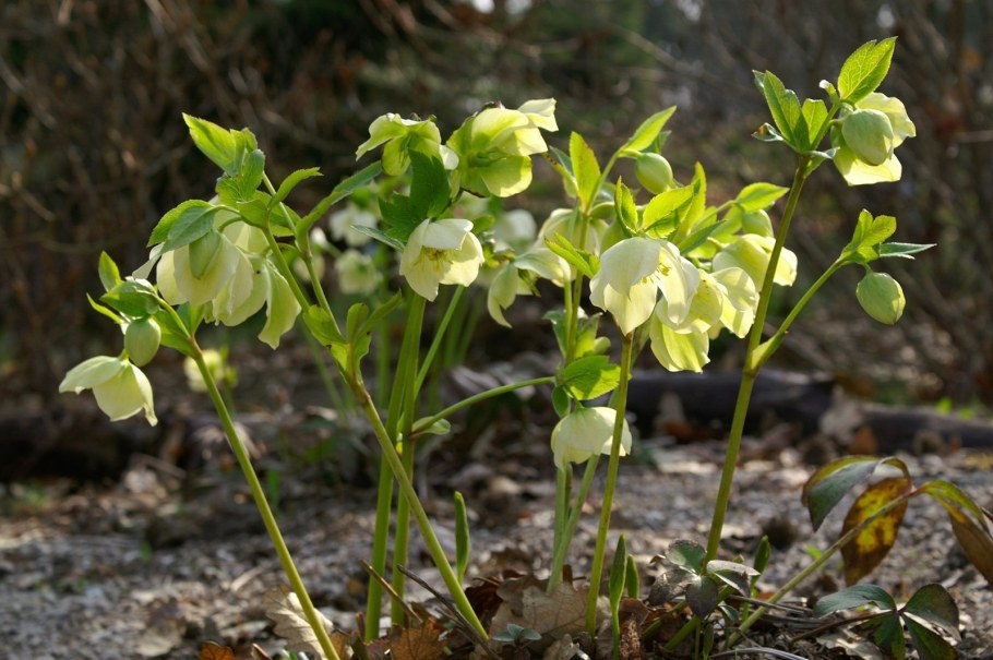 Морозник Восточный гибридный - лимонный, махровый, æ 5 см, 30 см