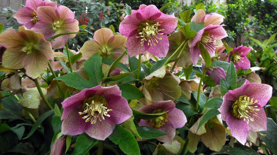 Морозник гибридный