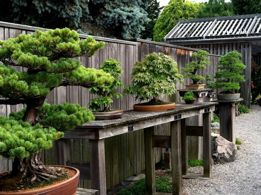 Сосна Лесная ниваки