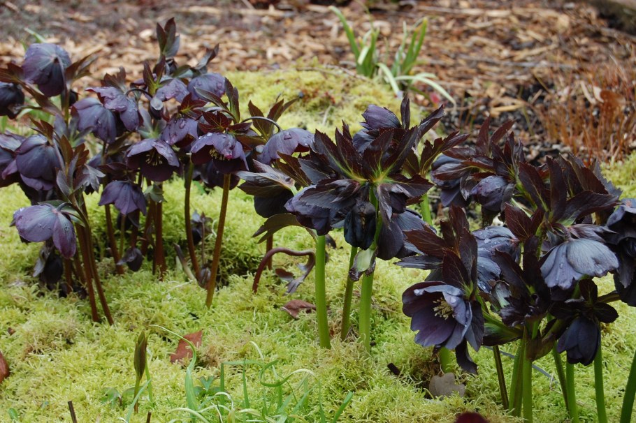 Морозник (геллеборус) черный