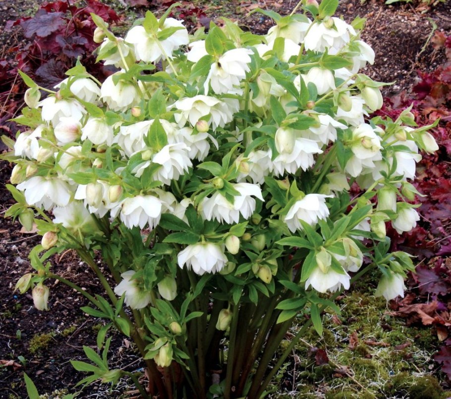 Многолетник морозник