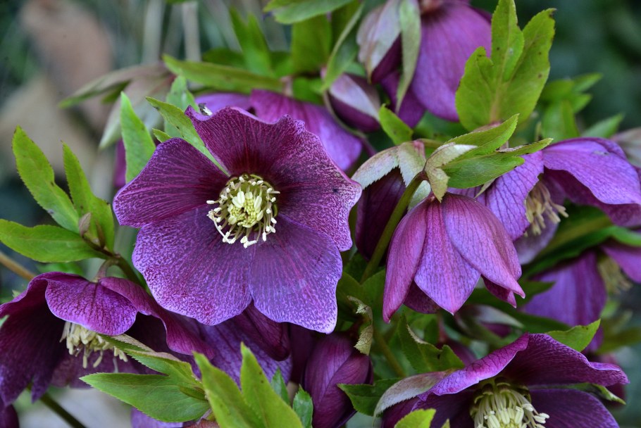 Морозник Абхазский Helleborus abchasicus