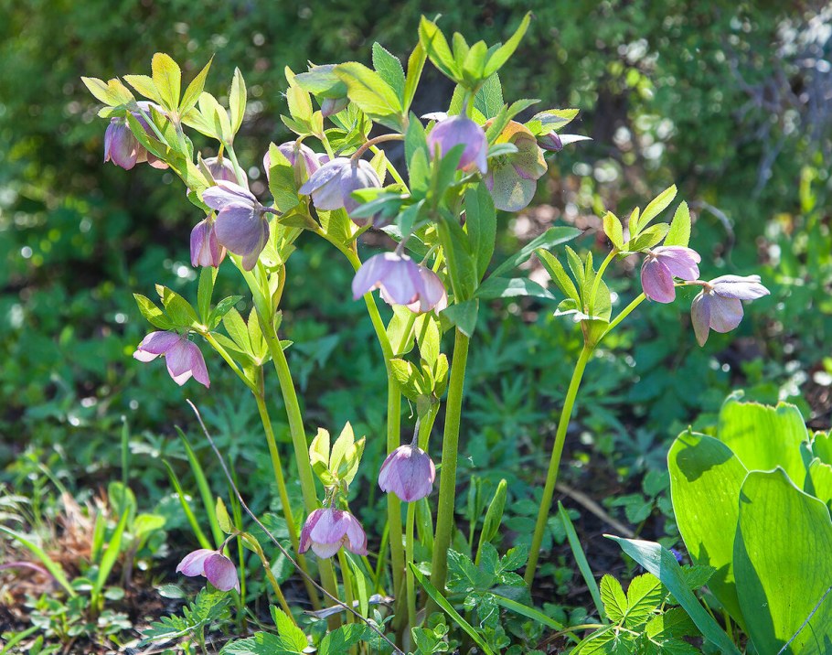 Морозник песчаный гриб