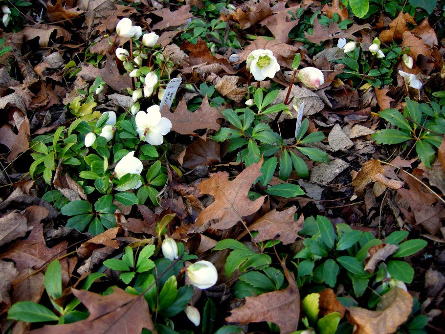 Морозник кавказский