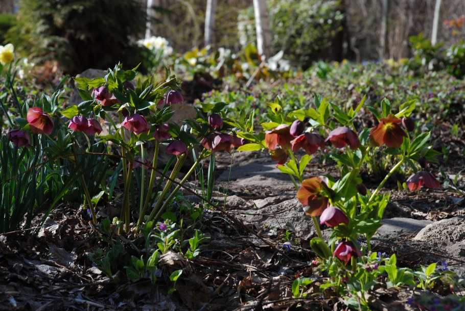 Морозник анемона