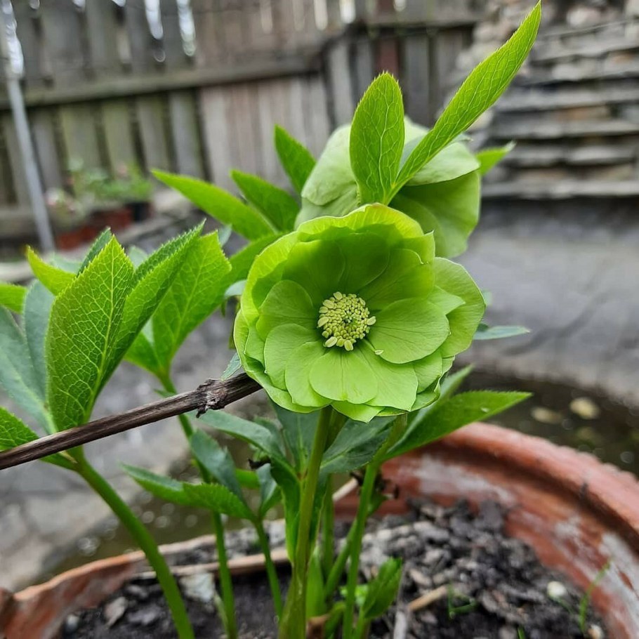 Морозник Винтер Саншайн