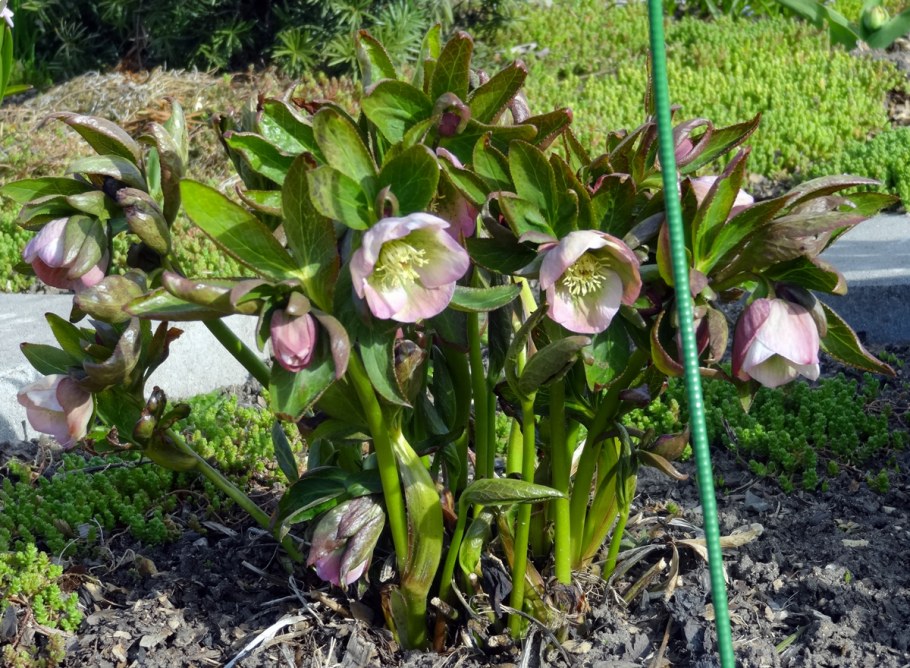 Морозник гибридный