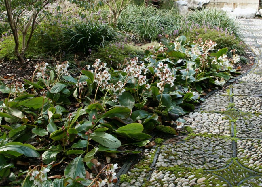 Бадан морозник