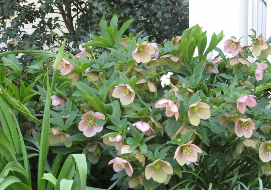 Морозник в саду фото