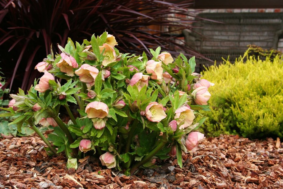 Морозник куст