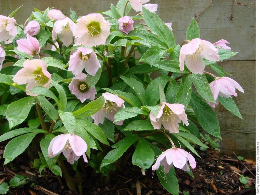 ‘Atrorubens’ морозник