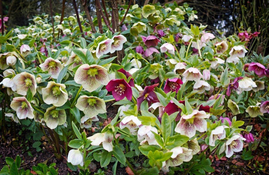 Морозник (Helleborus)