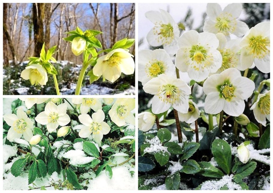 Морозник зимний цветок