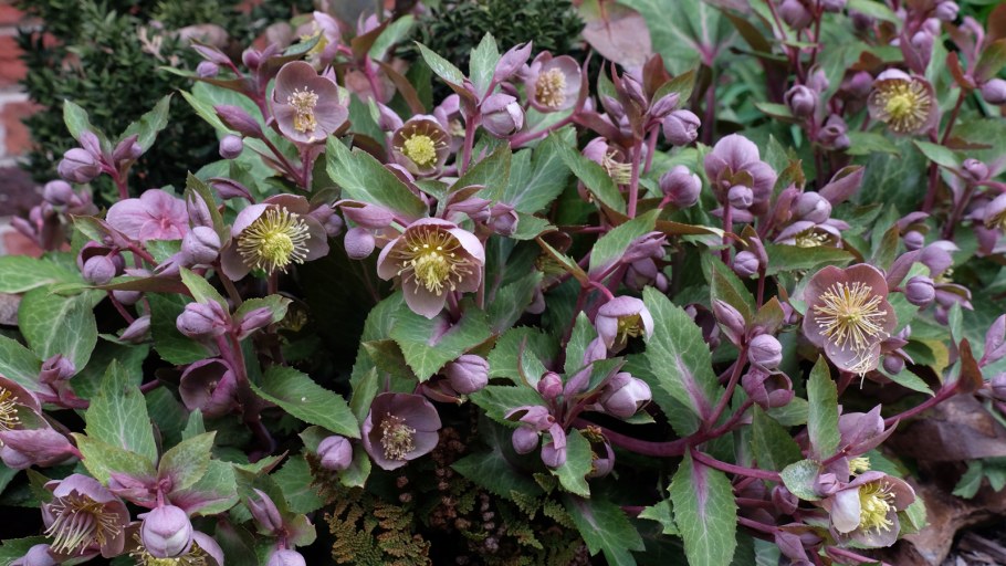 Хелеборус (геллеборус)