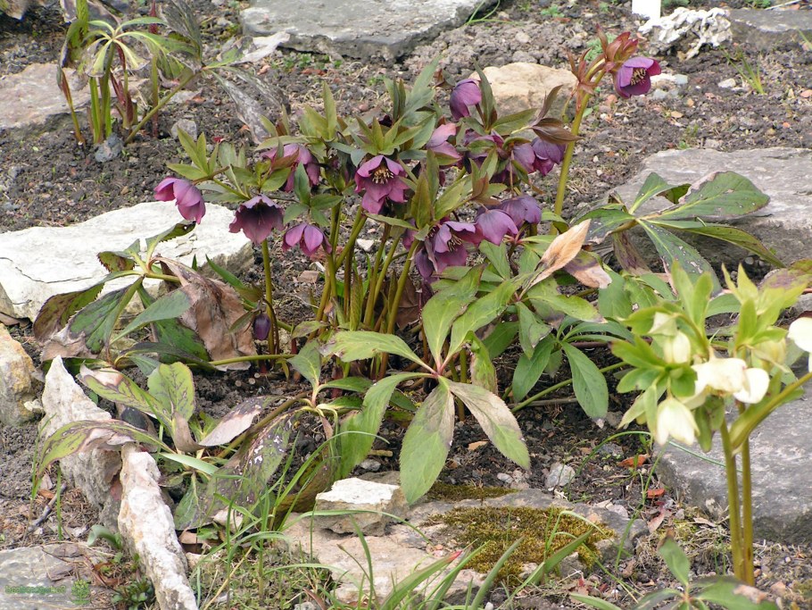 Морозник Вестер Флиск