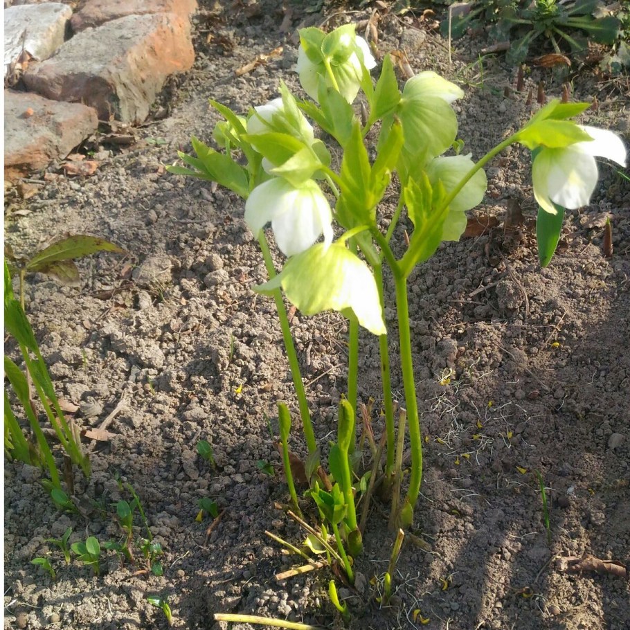 Морозник осенний