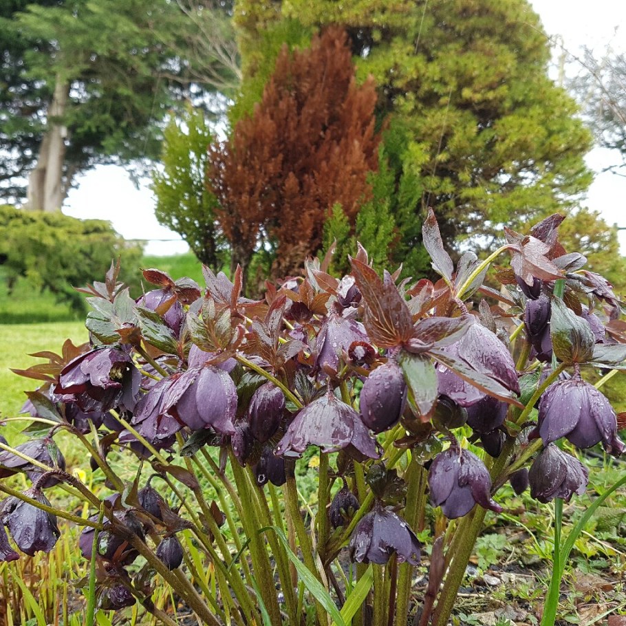 Морозник Washfield Queen